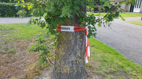 Not only itching in humans: the oak processionary caterpillar is so dangerous for animals