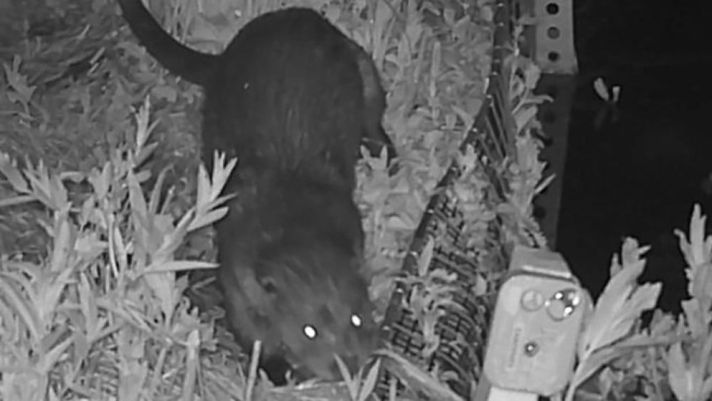 Otter spotted at Zeeburgereiland in Amsterdam, first in almost 60 years