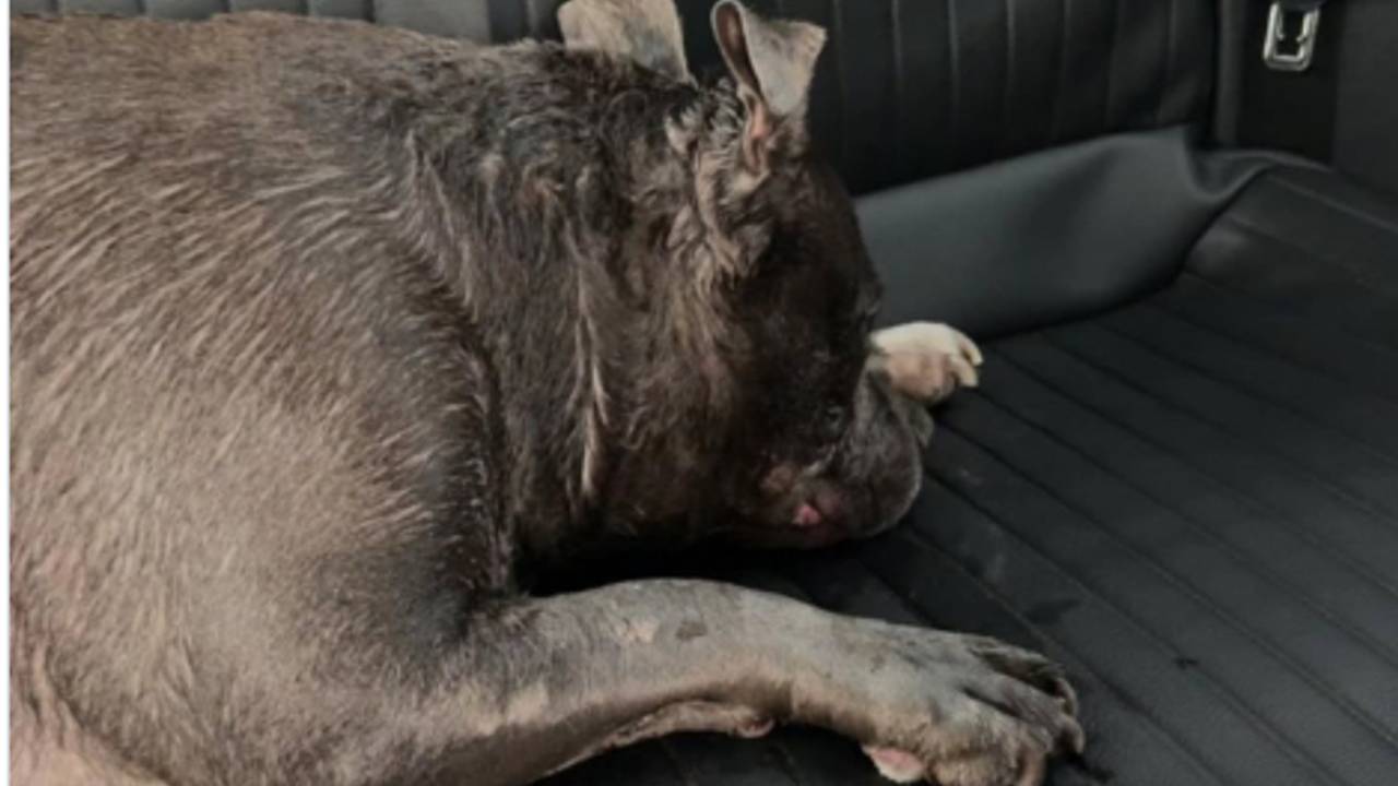 Police rush overheated dog to animal hospital