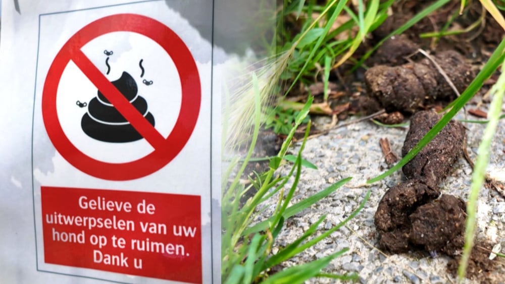 Poop on the shoes? Student transport drivers in Hilversum are very annoyed