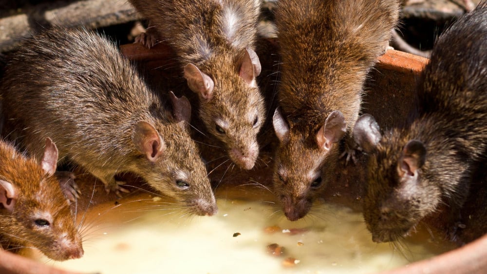 Rat nuisance difficult to combat: ”They don’t just fall into a trap”