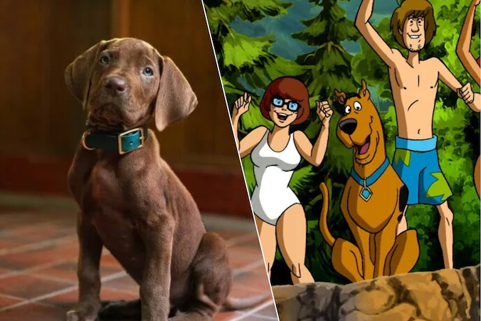 Scooby-Doo suddenly becomes a real puppy in new Netflix series: “That’s not my Scooby-Doo” | Showbiz