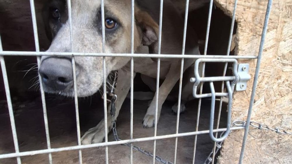 Serious neglect of young dog discovered in Zaanse backyard