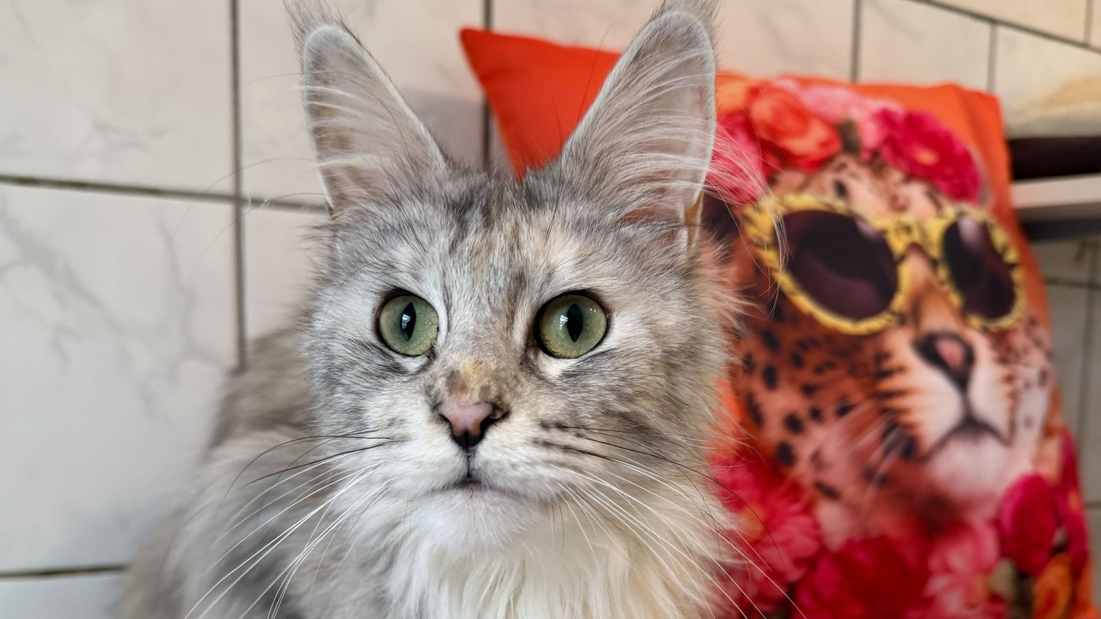 Shiva: A Loving Maine Coon Needing Patience and Care – Adopt Her Today!