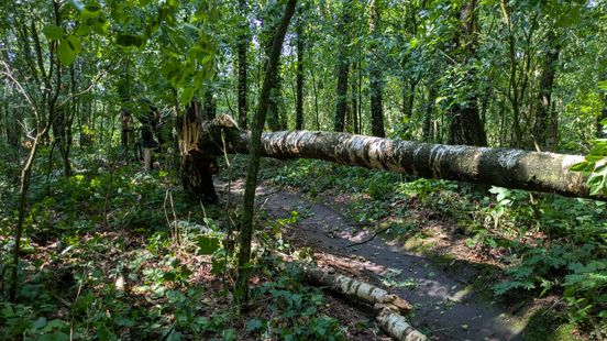 Significant storm damage in Drenthe forests, Staatsbosbeheer warns of falling branches