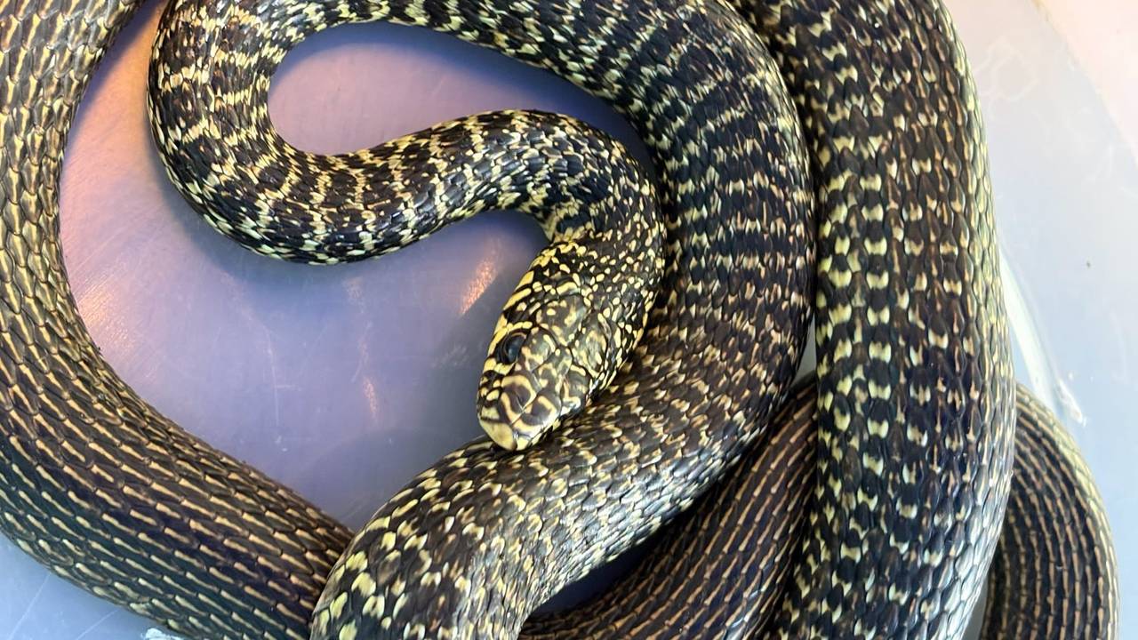 Snake travels from France: ‘It is not poisonous, but it does bite’