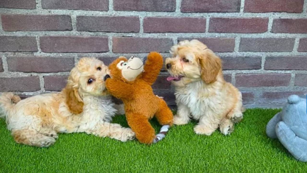 The municipality did not intervene for years with a controversial breeder with too many dogs