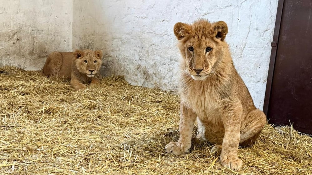 Traumatized lions evacuated from Kiev and sheltered in Anna Paulowna