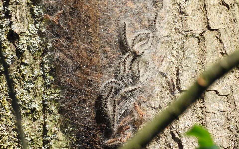Trial with nematodes shows different results in the control of oak processionary caterpillars in the municipality of Hoogeveen