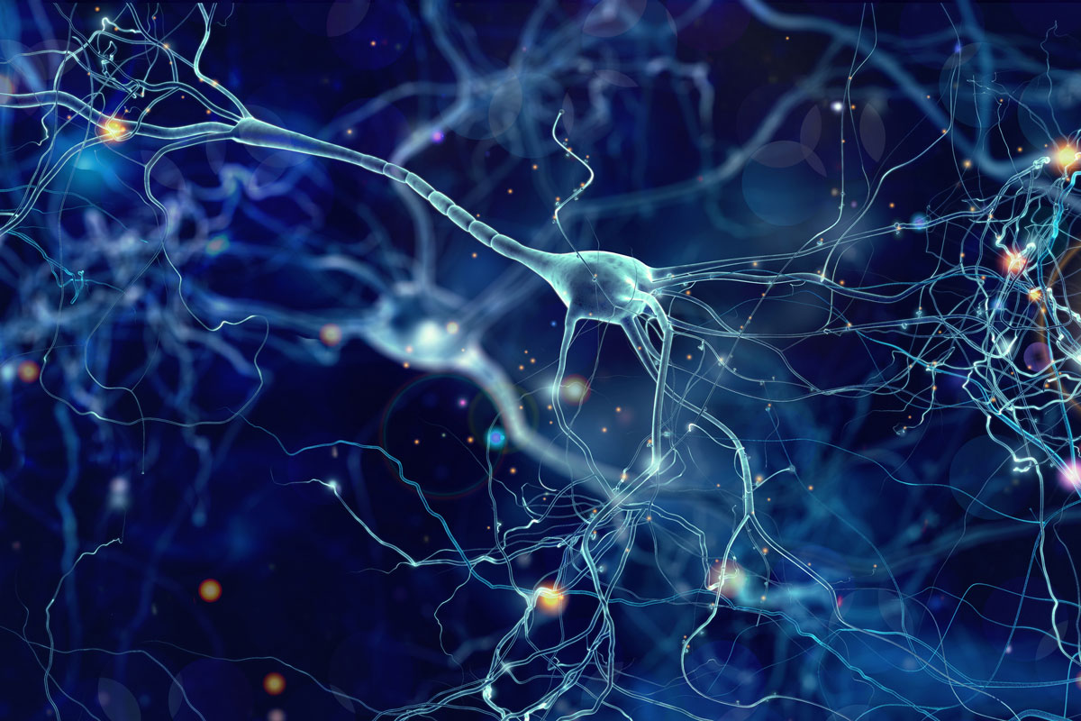 Unexpected Roles of Proteins in the Cell Nucleus: Discovering MAP1B’s Impact