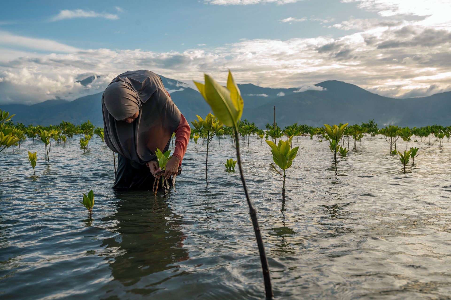 Unexpected good news about mangrove forests