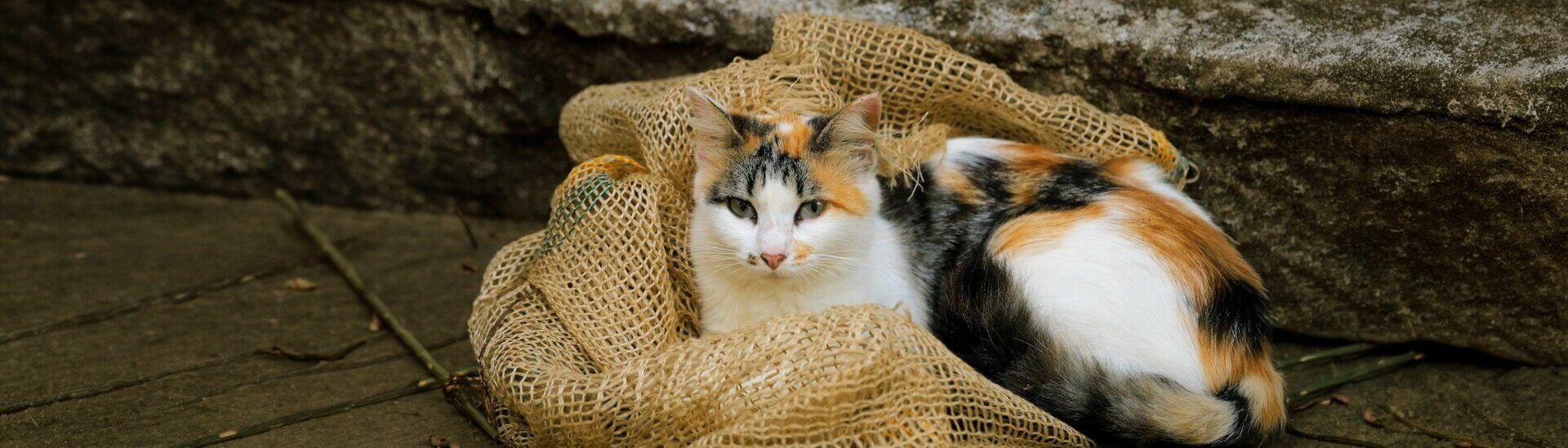 Unlocking Feline Secrets: What DNA Tests Reveal About Your Cat