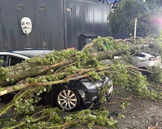 Tree on car at Kokorico parking lot