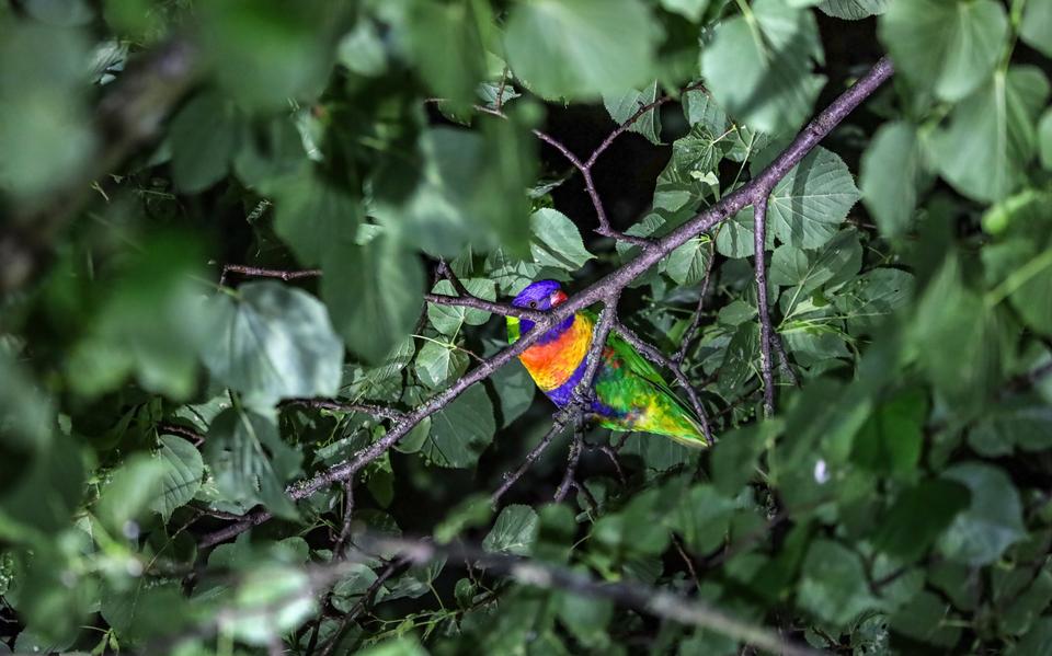 Why the Animal Ambulance did not respond to parrot Mimi from Gina de Vries from Drachten, but the fire brigade did