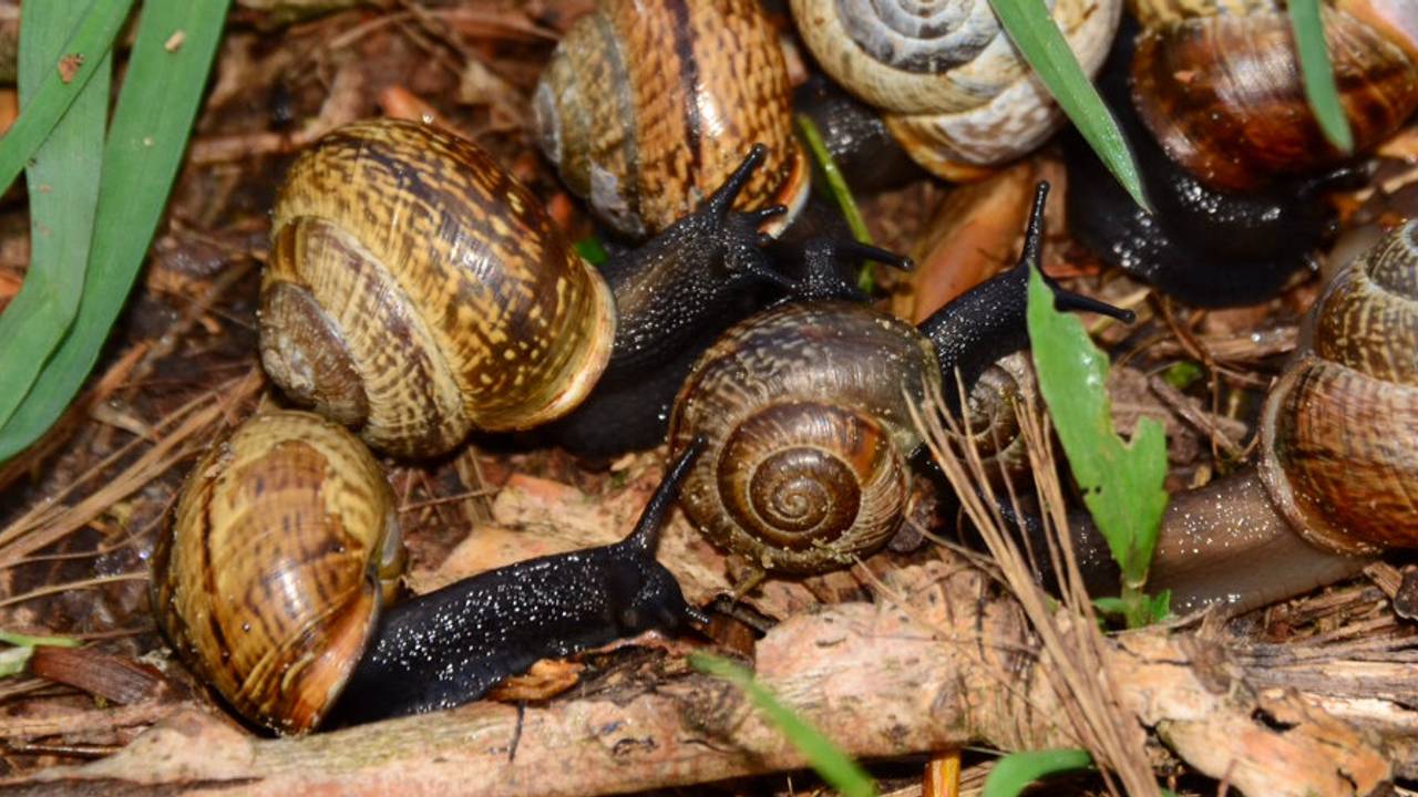 Why we should be happy with the many snails in the garden