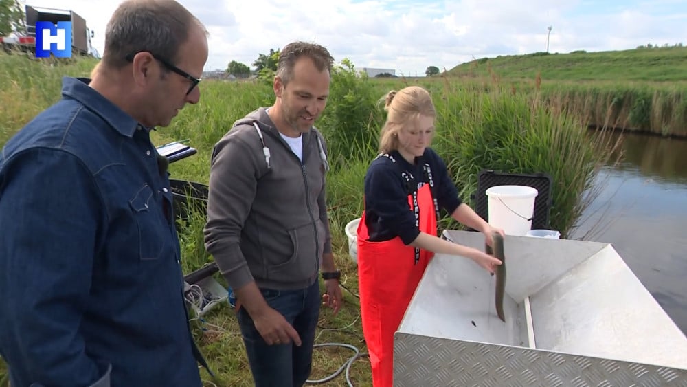 Young eels swim via ’emergency lane’ from salt to fresh water at the Nauerna pumping station
