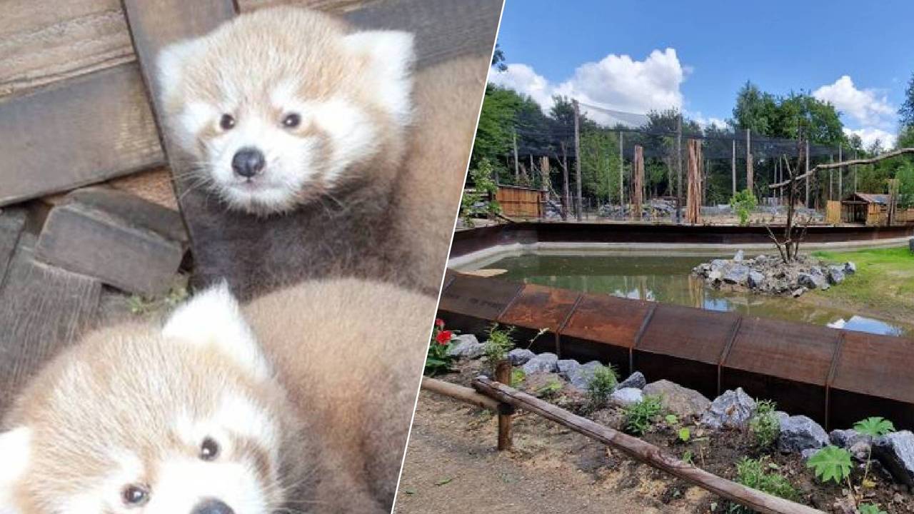 ZooParc Overloon loses important status, accommodations not adapted
