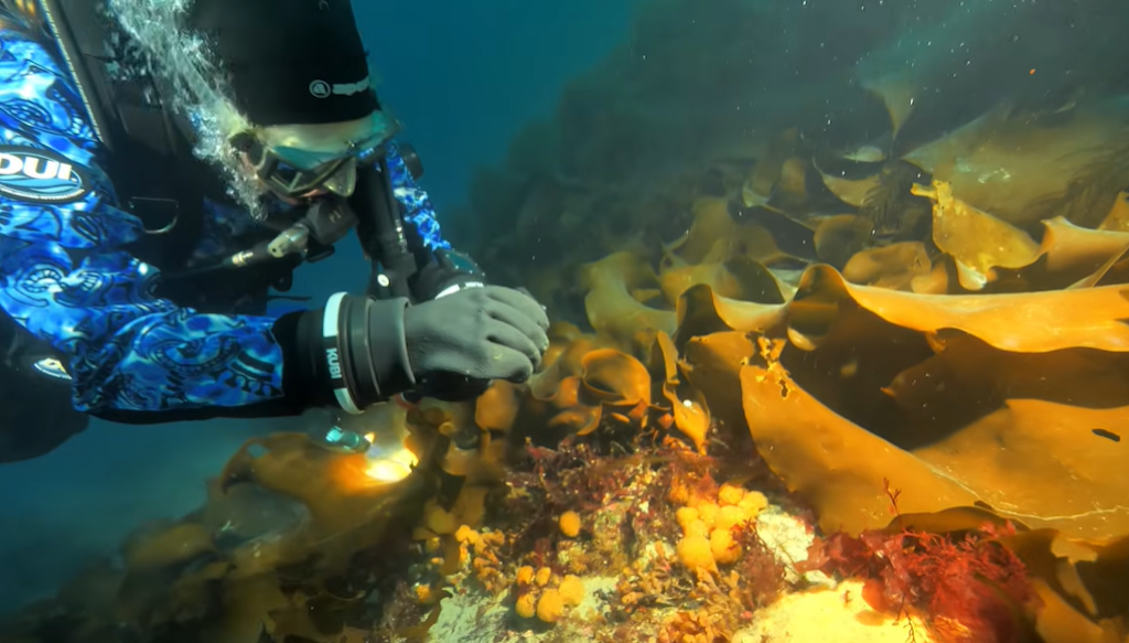 Antarctic Sea Creature: A Breakthrough in Skin Cancer Research