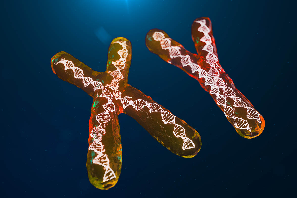 Are Women More Prone to Autoimmune Diseases Due to Extra X Chromosomes?