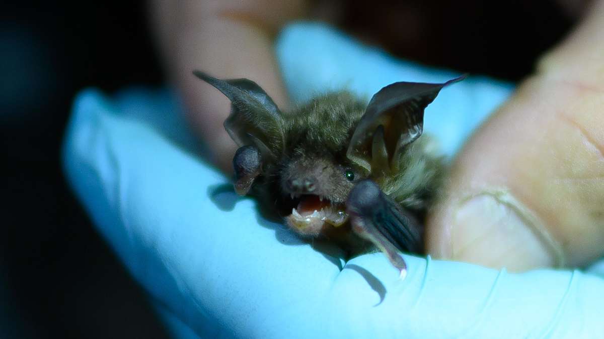 Bats in Singapore: A Promising Path to New Medications