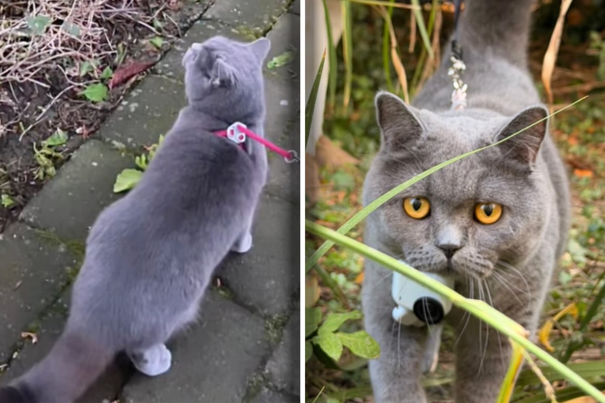 Cat’s Odd Meowing on Walk Solves Two-Month-Old Mystery in Dublin!