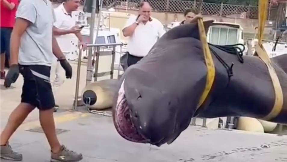 Child Discovers Giant Shark While Diving at Mediterranean Beach!