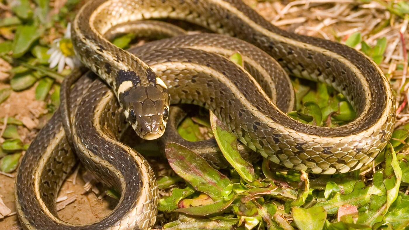 Concerns Rise: Striped Snakes Spotted in Berlin’s Wetlands
