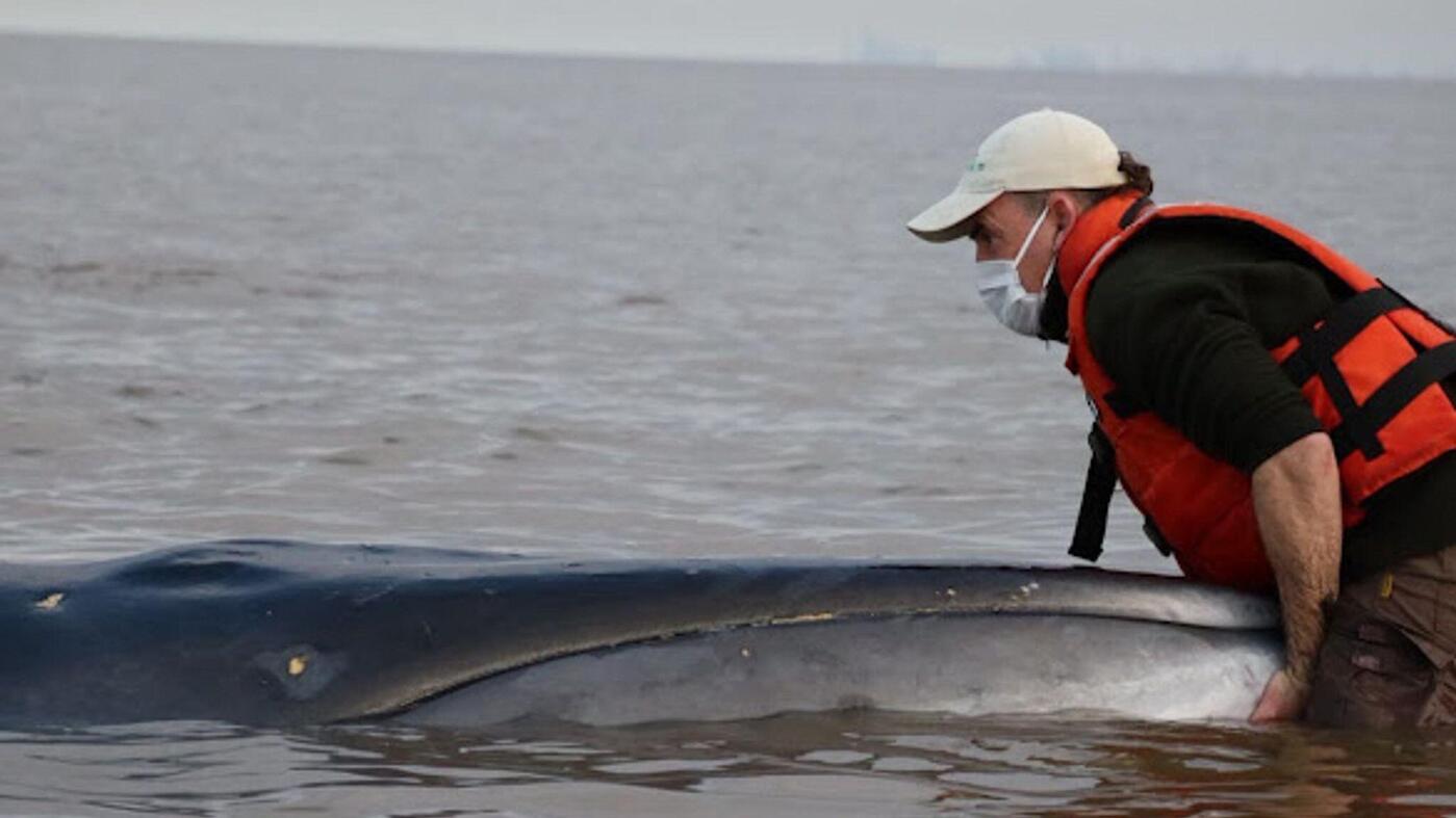 Critical Situation: Large Whale Strands on Sandbank Near Buenos Aires