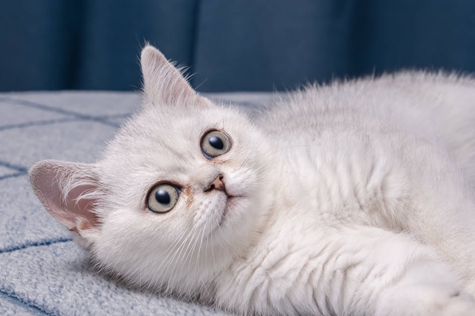 Deadly Cat Fungus from Brazil: CDC Warns of Global Threat Ahead