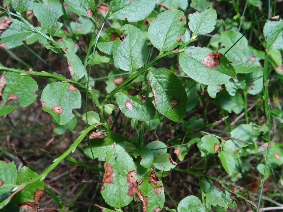 Discover the Hidden Threats of Ilmianna’s Sick Blueberries!