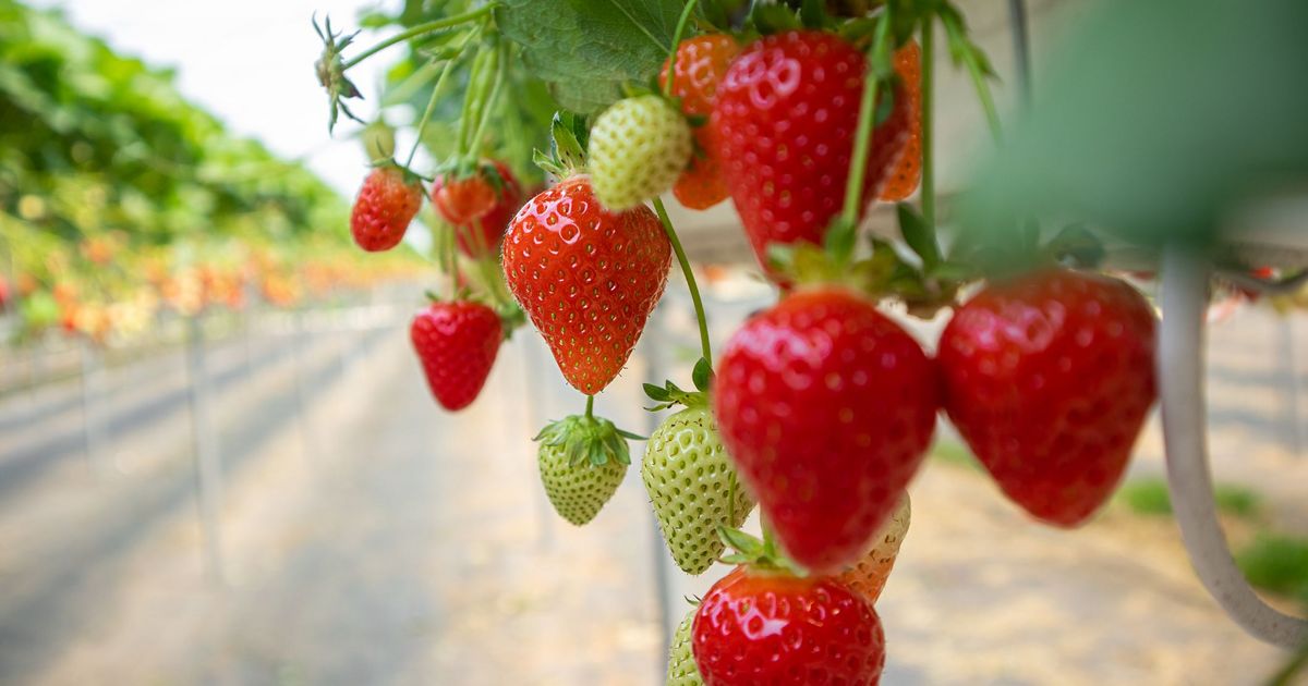 Do Strawberries Really Protect Your Heart? Discover the Truth!