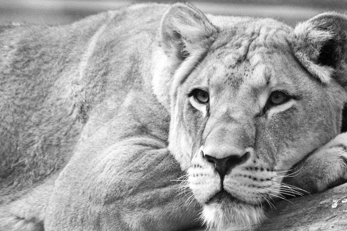 Dresden Zoo’s Heartbreaking Farewell to Lioness Layla: A Life Remembered