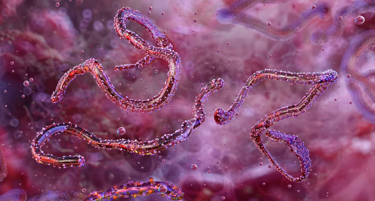 First Evidence of Sexual Transmission of Marburg Virus in Rwanda