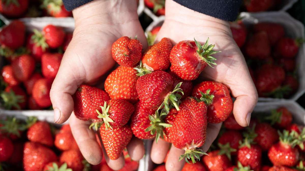Frozen Berries Recall: Aldi, Lidl, and Netto Warn About Virus Contamination