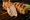 Grilling Fish Made Easy: Tips to Prevent Sticking on the Grill!