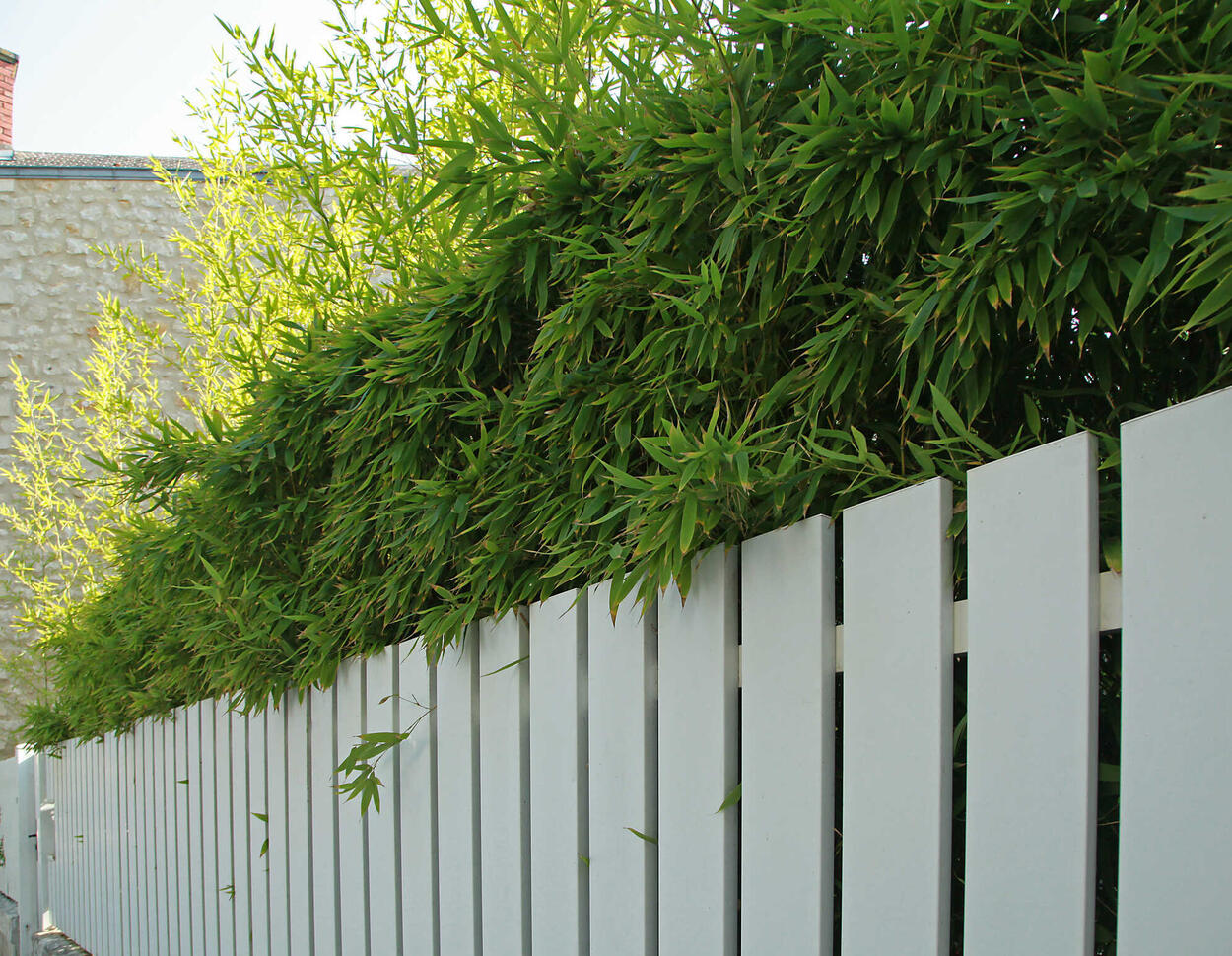Homeowner Not Required to Trim 7-Meter Hedge: Boundary Distance Rules!