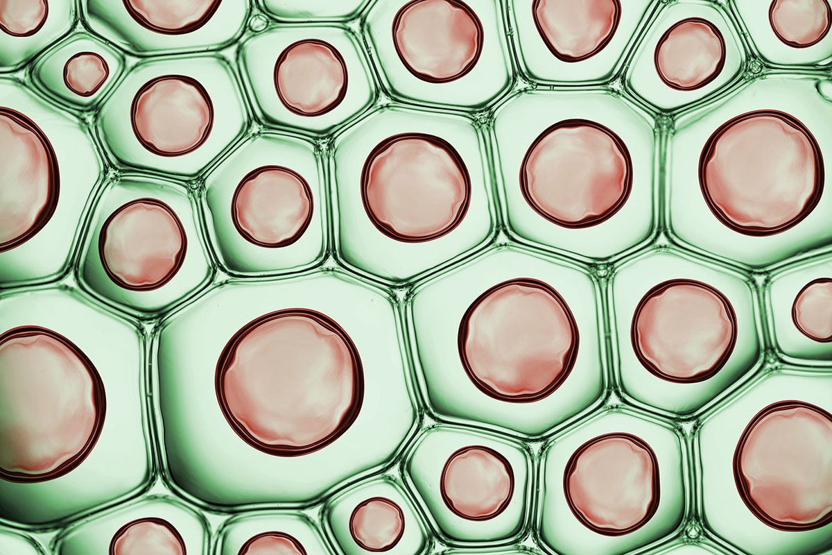 How Sialic Acids Influence Viral Entry into Cells: A New Perspective