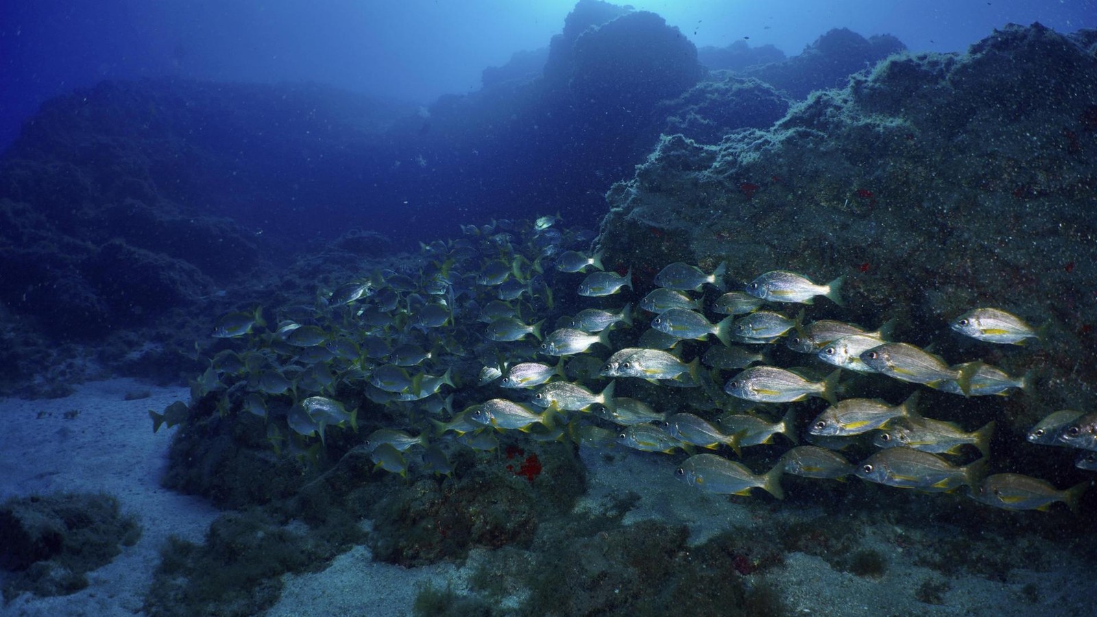 Indian Ocean: Ocean Floor Drops Dramatically by Several Meters!