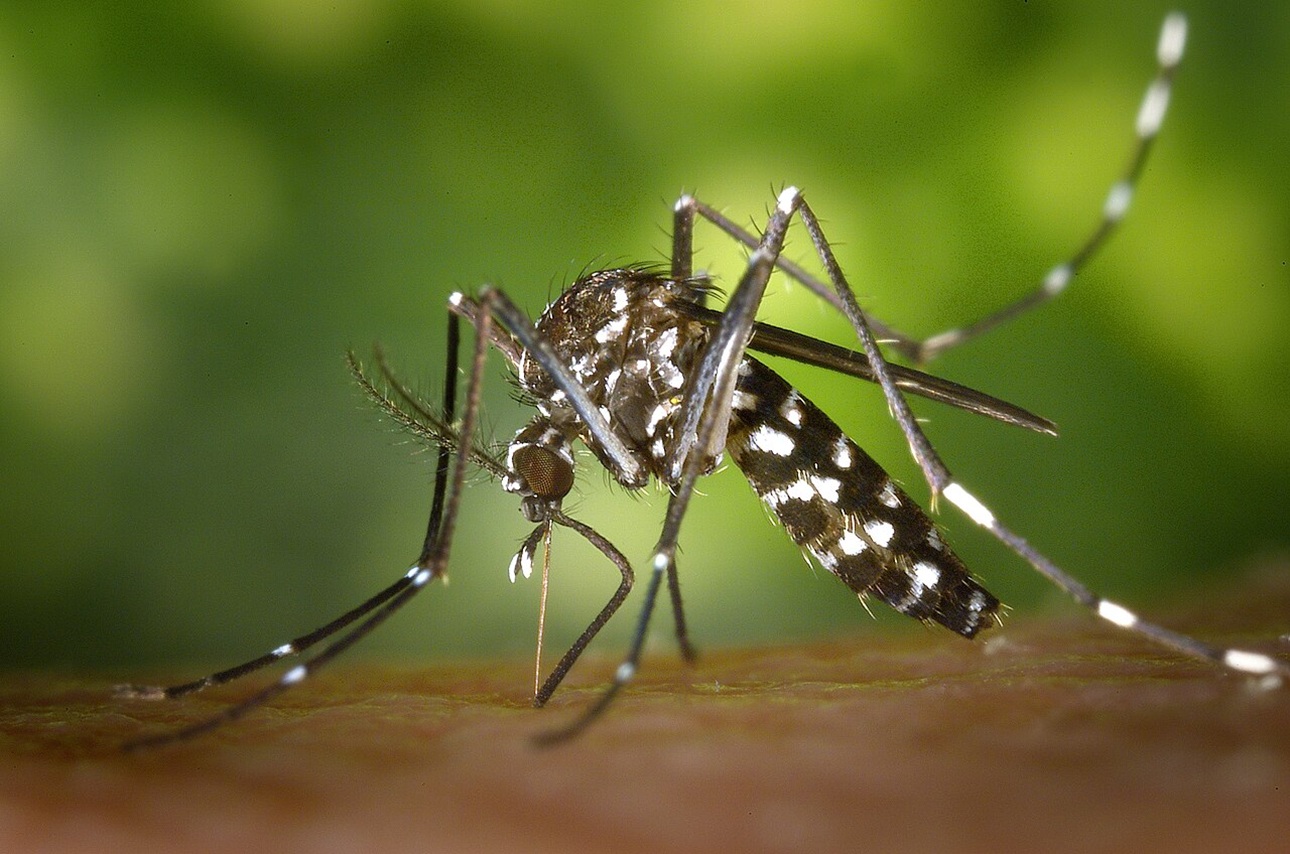 Invasive Plants: A Hidden Cause of Mosquito Swarms in Low-Income Areas