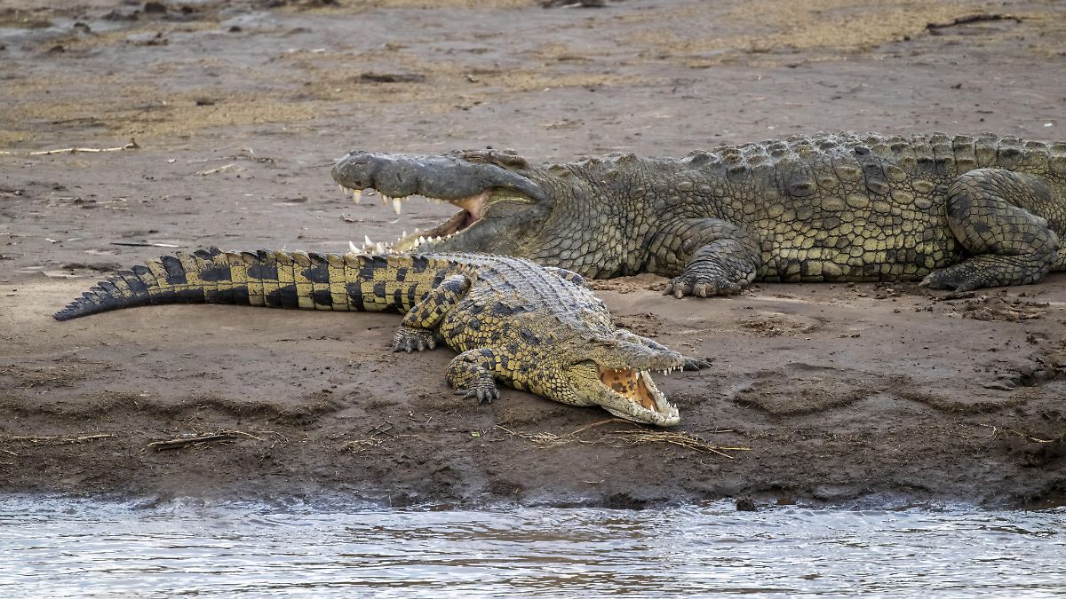 Israel Plans to Release Crocodiles Near Ketziot Prison: A Controversial Move