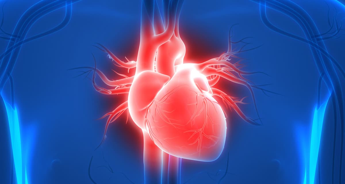Lab-Grown Heart Muscle Tissue Enhances Pump Function in Damaged Hearts