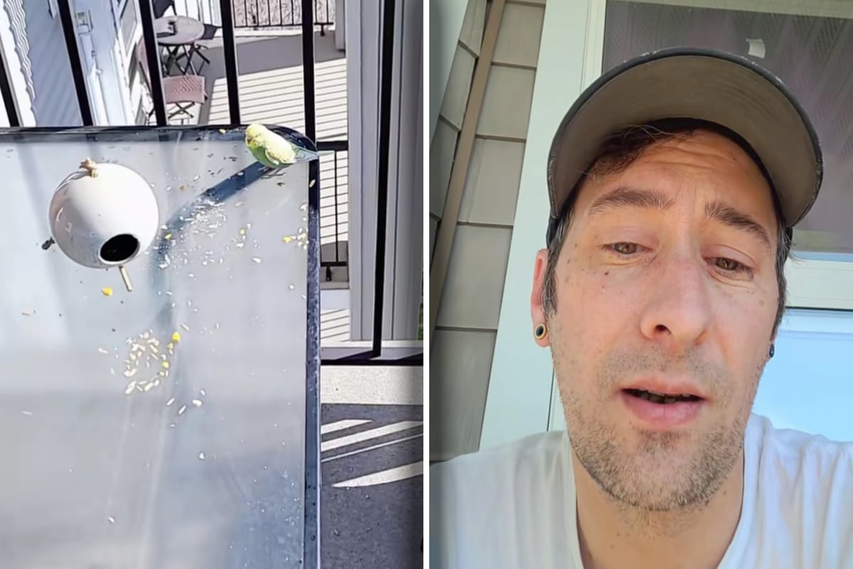 Man Discovers Unbelievable Bird on His Balcony: The Shocking Truth Revealed!