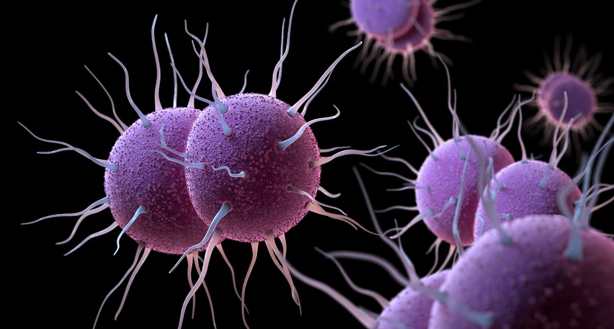 Meningococcal Vaccine Ineffective Against Gonorrhea: New Study Revealed