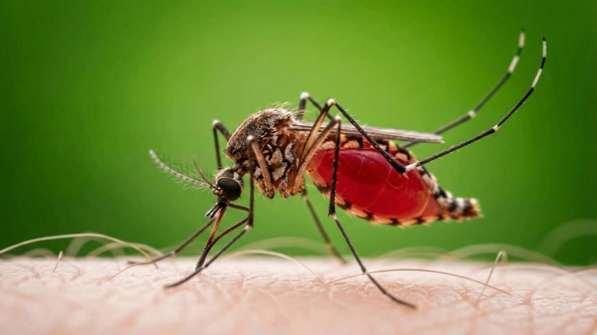 Mosquitoes Can Smell Danger: Discover Effective Ways to Keep Them Away!