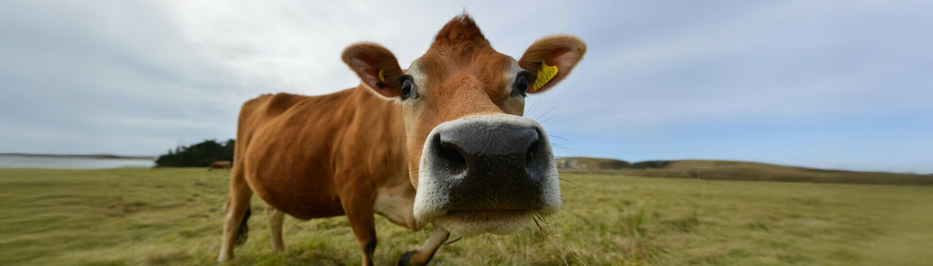 Mystery of Mycobacterium Bovis: A Farmer’s Unexpected Journey to Diagnosis