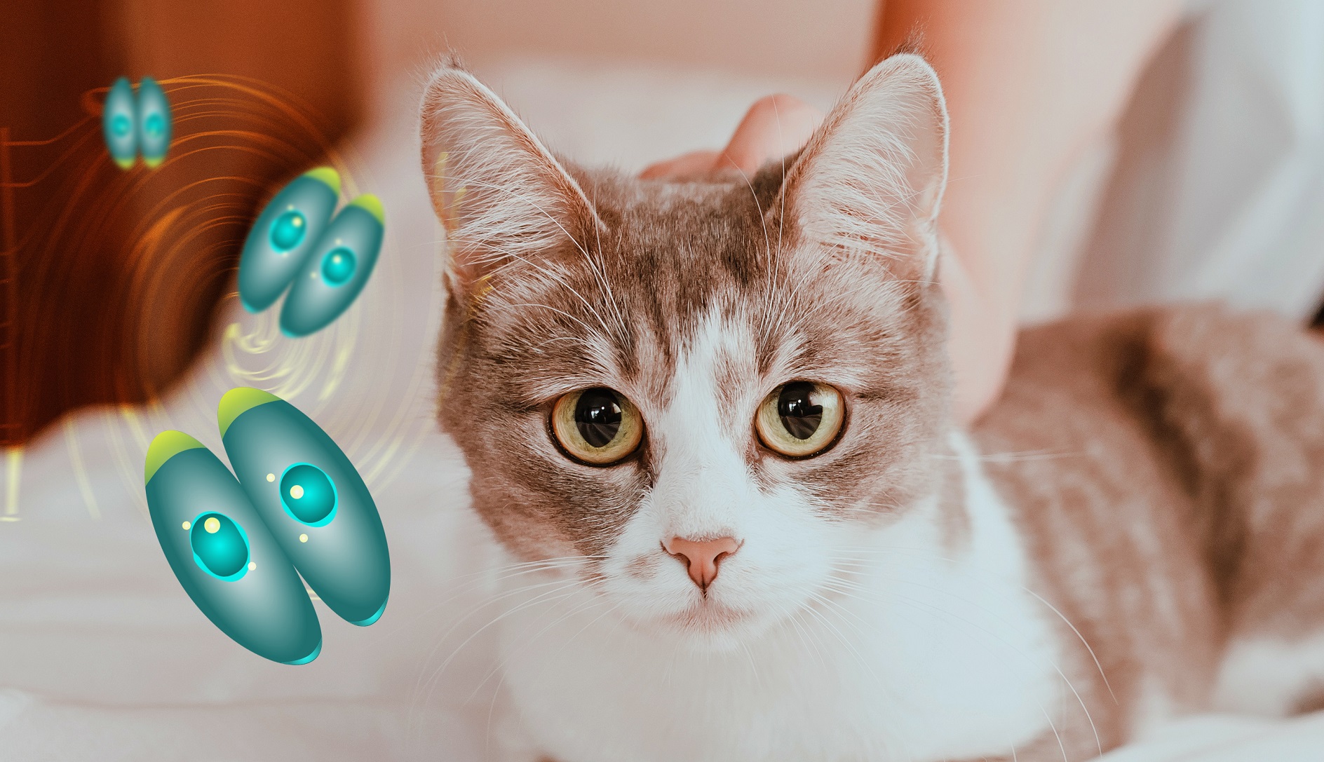 Neglected Toxoplasmosis: A Hidden Threat to Global Health