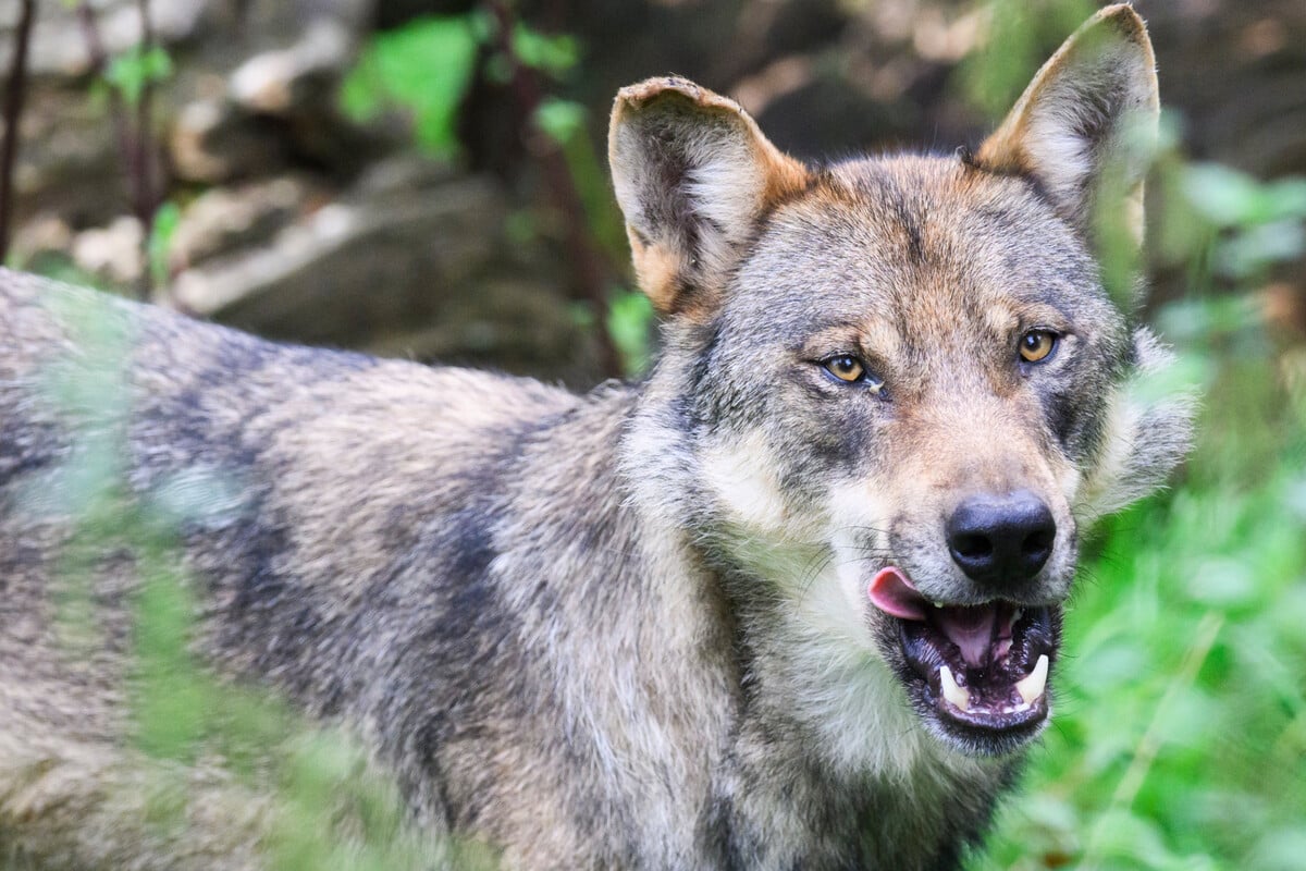 New Insights on the Fatal Wolf Attack: Was Destiny’s Heroic End Misreported?