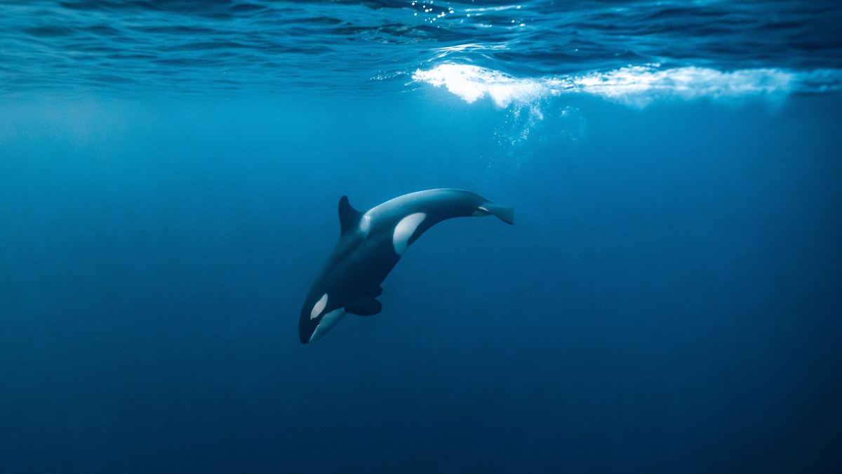 Orcas Ram Unexpectedly Clash with Giant Fish—What’s Their Motive?