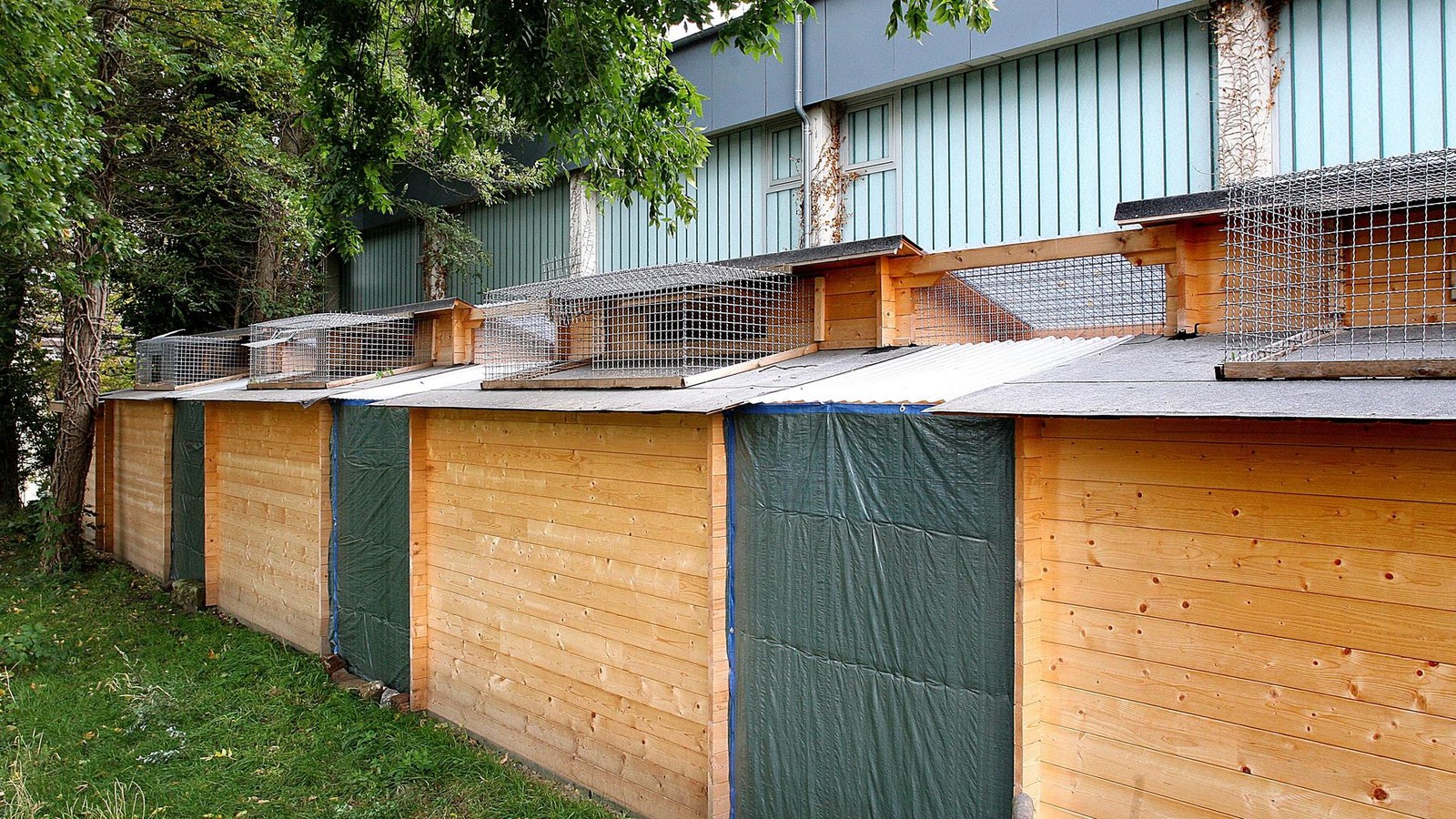 Pigeon Tuberculosis Outbreak: Hagen’s Entire Loft Must Be Euthanized