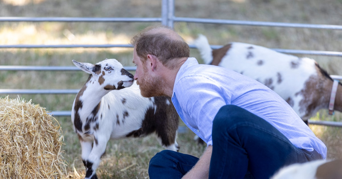Prince Harry Makes History: First Royal to Try Goat Yoga!